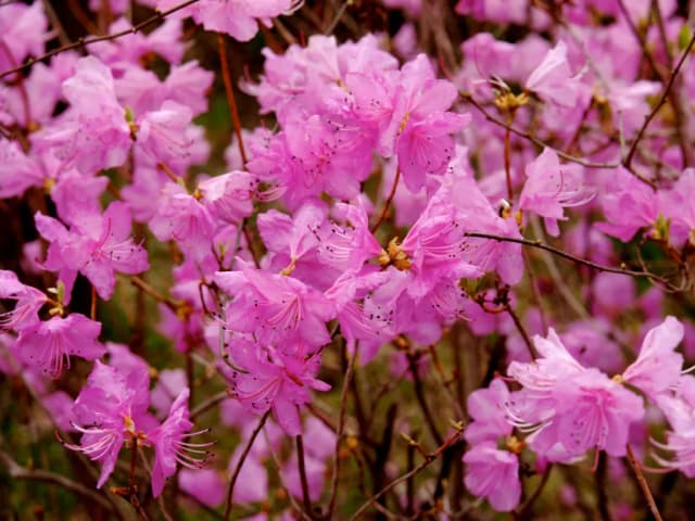 RHODODENDRON MUCRONULATUM FLOWER EXTRACT 대표 사진