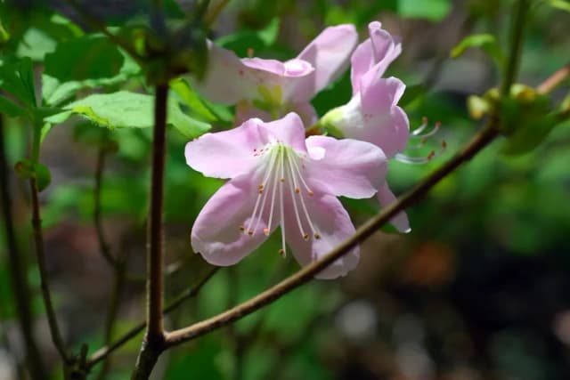 RHODODENDRON SCHLIPPENBACHII FLOWER EXTRACT 대표 사진