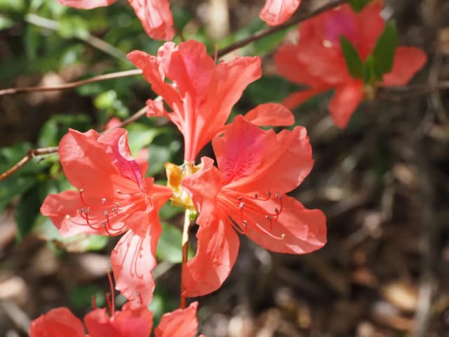 RHODODENDRON WEYRICHII EXTRACT 대표 사진