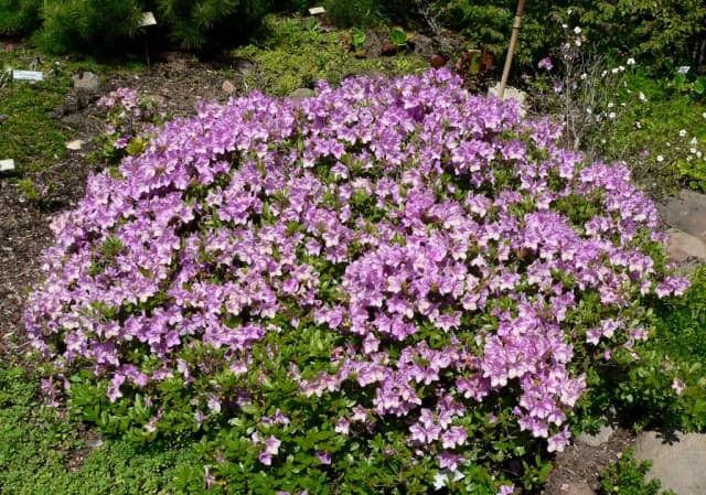 RHODODENDRON YEDOENSE BRANCH/LEAF EXTRACT 대표 사진