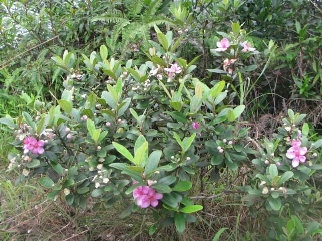 RHODOMYRTUS TOMENTOSA FRUIT EXTRACT 대표 사진