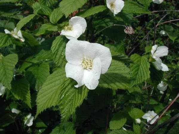 RHODOTYPOS SCANDENS LEAF/STEM EXTRACT 대표 사진