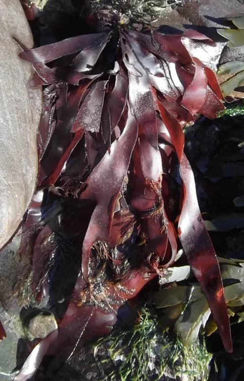 RHODYMENIA PALMATA EXTRACT 대표 사진