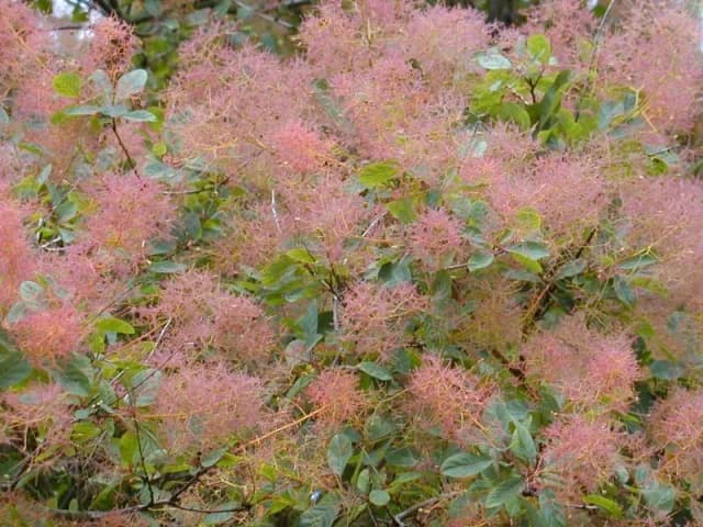 RHUS COTINUS LEAF EXTRACT 대표 사진