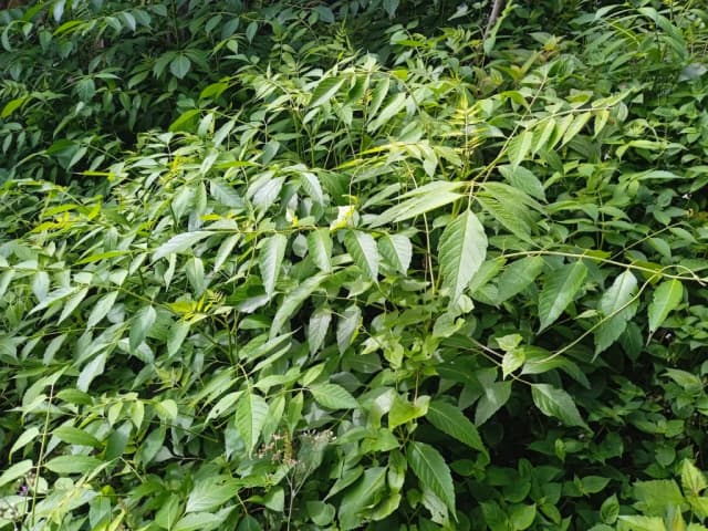 RHUS JAVANICA FRUIT EXTRACT 대표 사진