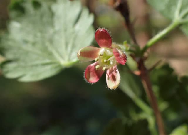 RIBES GROSSULARIA FRUIT JUICE 대표 사진