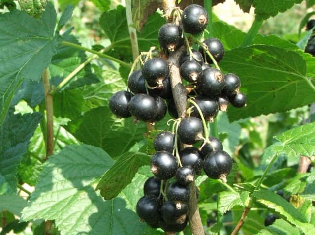 RIBES NIGRUM CALLUS EXTRACT 대표 사진