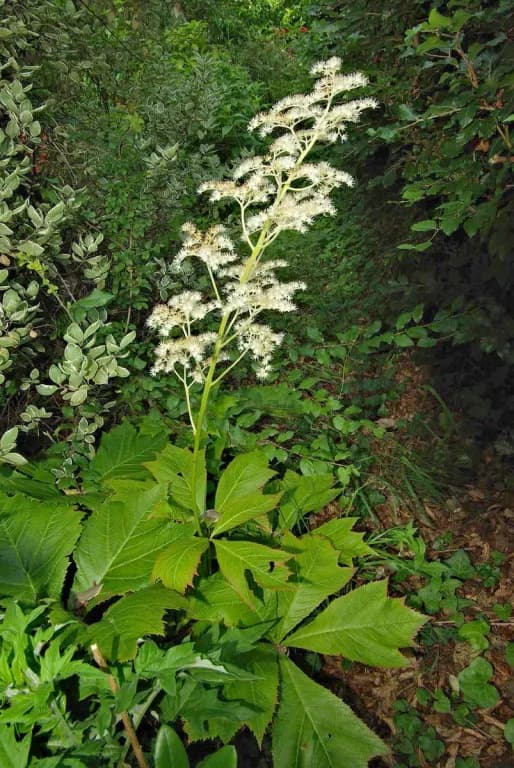 RODGERSIA PODOPHYLLA ROOT EXTRACT 대표 사진