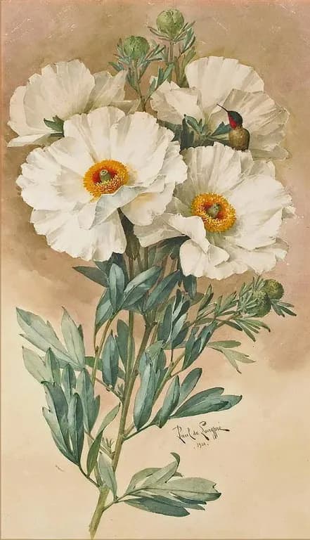 ROMNEYA COULTERI FLOWER EXTRACT 대표 사진