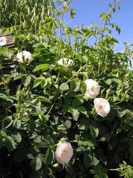 ROSA ALBA FLOWER/STEM EXTRACT 대표 사진