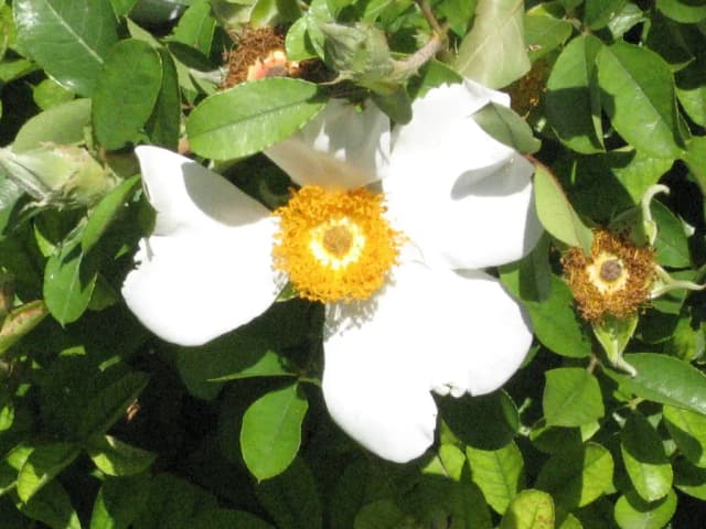 ROSA BRACTEATA EXTRACT 대표 사진