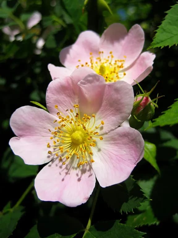 ROSA CANINA FRUIT/(ROSA CENTIFOLIA/ROSA DAMASCENA) FLOWER EXTRACT 대표 사진