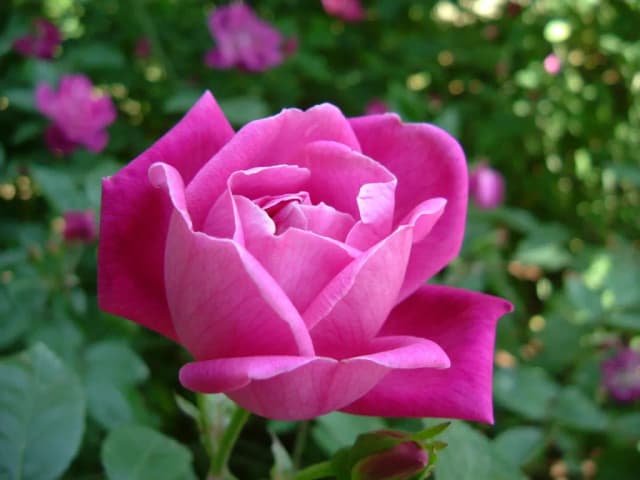 ROSA CHINENSIS FLOWER EXTRACT 대표 사진