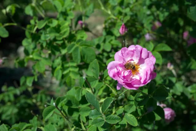 ROSA DAMASCENA FLOWER VESICLES 대표 사진