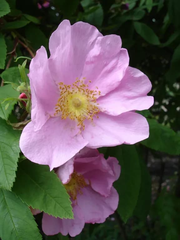 ROSA DAVURICA CALLUS EXTRACT 대표 사진