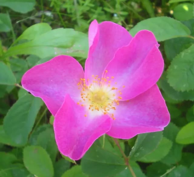 ROSA GALLICA FLOWER 대표 사진