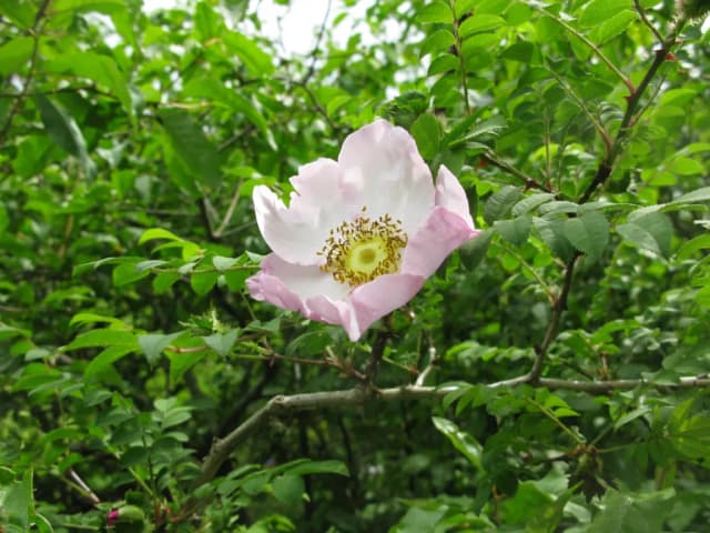 ROSA HIRTULA BRANCH/LEAF EXTRACT 대표 사진