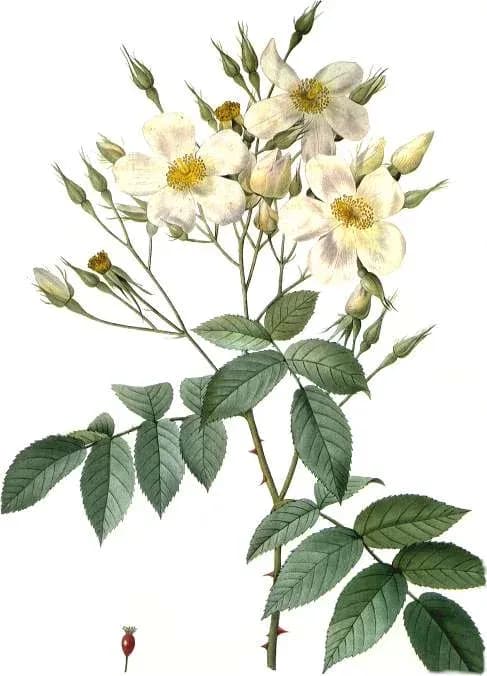 ROSA MOSCHATA SEED POWDER 대표 사진