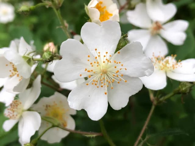 ROSA MULTIFLORA LEAF/STEM EXTRACT 대표 사진