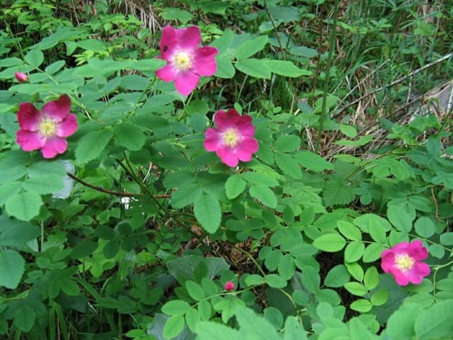 ROSA PENDULINA LEAF CELL EXTRACT 대표 사진