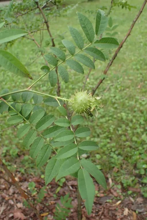 ROSA ROXBURGHII SEED OIL 대표 사진