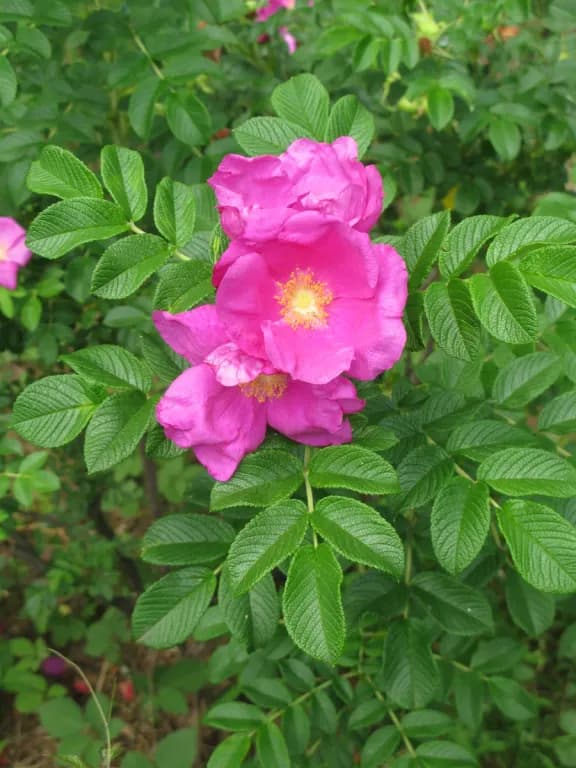 ROSA RUGOSA FLOWER/(HONEYSUCKLE/MORUS ALBA/TILIA AMURENSIS) STEM/LEAF EXTRACT 대표 사진