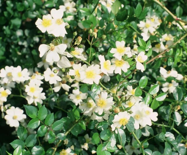 ROSA WICHURAIANA STEM EXTRACT 대표 사진