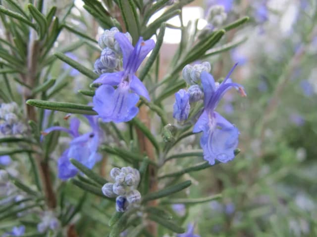 ROSMARINUS OFFICINALIS LEAF OIL 대표 사진