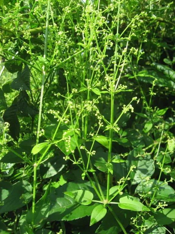 RUBIA ARGYI ROOT EXTRACT 대표 사진
