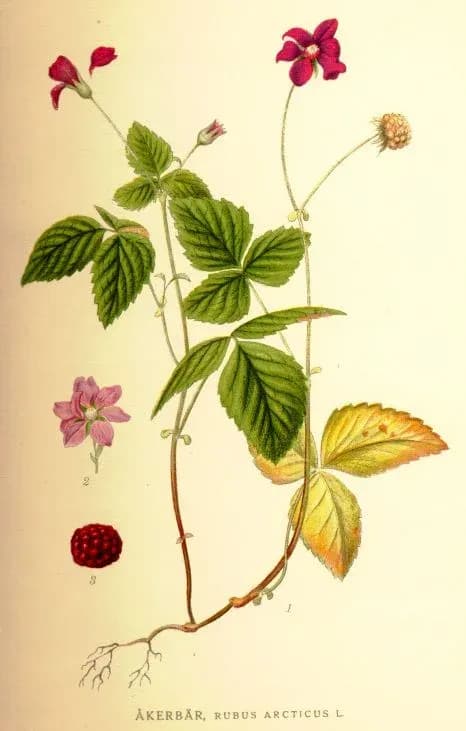 RUBUS ARCTICUS CALLUS EXTRACT 대표 사진