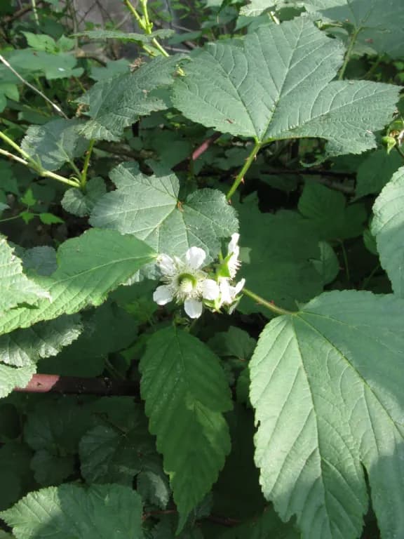 RUBUS CRATAEGIFOLIUS FRUIT WATER 대표 사진