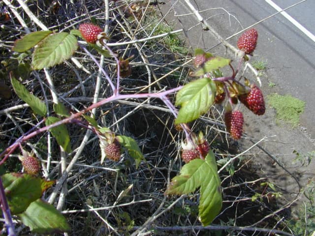 RUBUS GLAUCUS SEED OIL 대표 사진