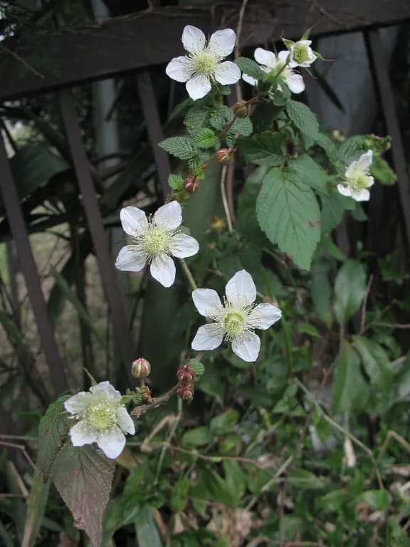RUBUS HIRSUTUS FRUIT/LEAF EXTRACT 대표 사진