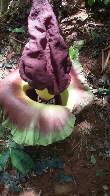 AMORPHOPHALLUS CAMPANULATUS RHIZOME/ROOT EXTRACT Photo