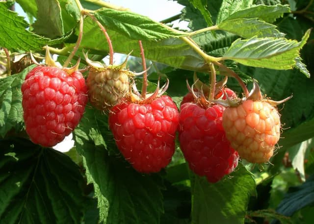 RUBUS IDAEUS JUICE VESICLES 대표 사진