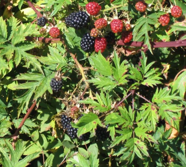 RUBUS LACINIATUS SEED OIL 대표 사진
