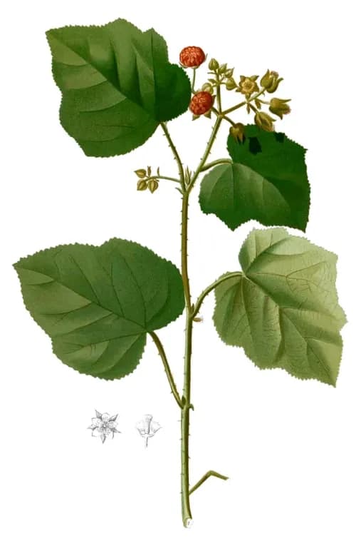 RUBUS MOLUCCANUS FRUIT EXTRACT 대표 사진