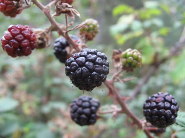 RUBUS ULMIFOLIUS LEAF/STEM EXTRACT 대표 사진