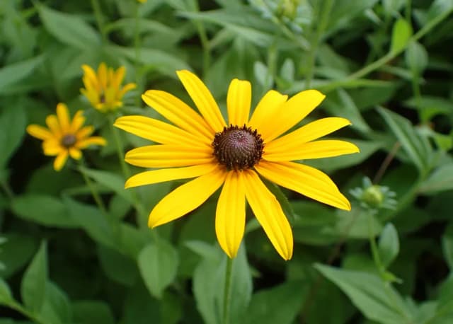RUDBECKIA HIRTA SEED EXTRACT 대표 사진