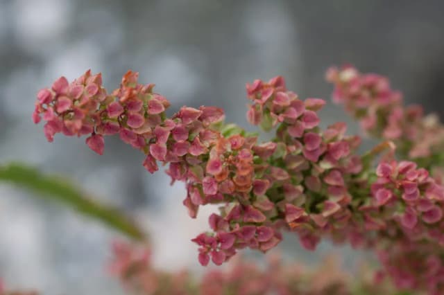 RUMEX PSEUDONATRONATUS FLOWER/LEAF/STEM EXTRACT 대표 사진