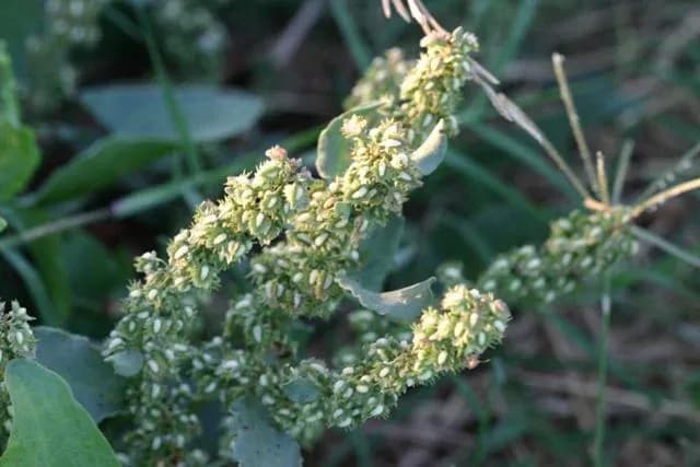 RUMEX STENOPHYLLUS FLOWER/LEAF/STEM EXTRACT 대표 사진
