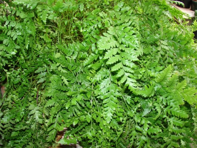 RUMOHRA ADIANTIFORMIS EXTRACT 대표 사진