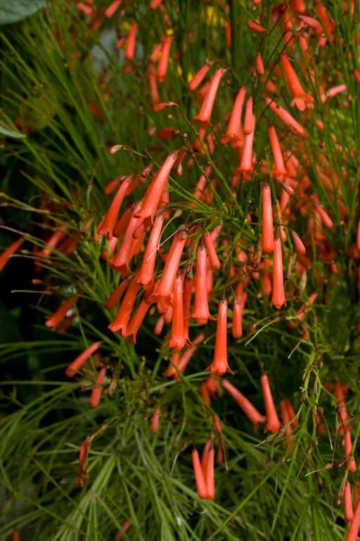 RUSSELIA EQUISETIFORMIS FLOWER/LEAF/STEM EXTRACT 대표 사진