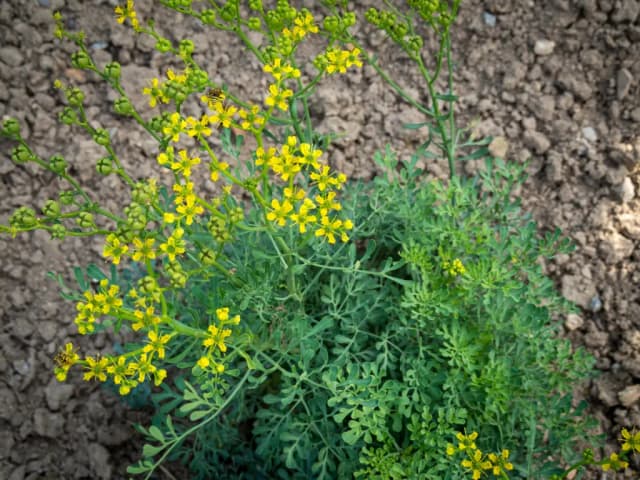 RUTA GRAVEOLENS OIL 대표 사진