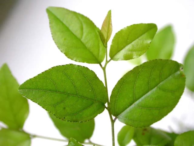 SAGERETIA THEEZANS BRANCH/LEAF EXTRACT 대표 사진