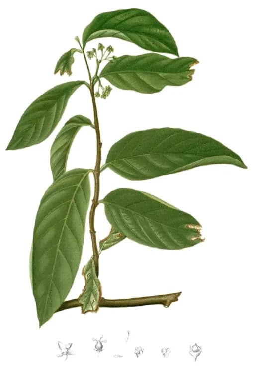SALACIA CHINENSIS ROOT EXTRACT 대표 사진