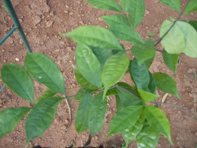 SALACIA RETICULATA ROOT/STEM POWDER 대표 사진