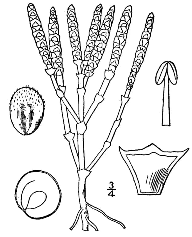 SALICORNIA BIGELOVII EXTRACT 대표 사진