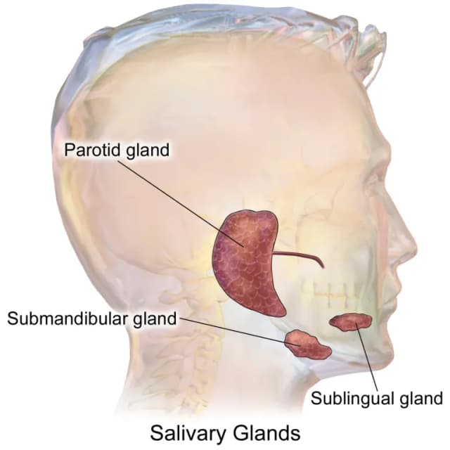 SALIVARY GLAND EXTRACT 대표 사진