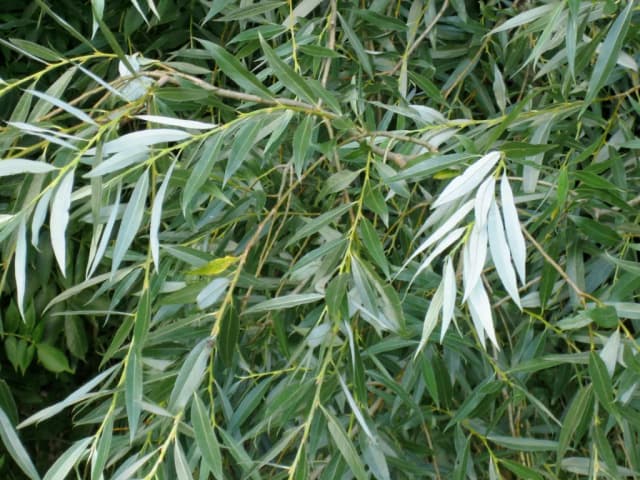 SALIX ALBA BARK FERMENT FILTRATE 대표 사진